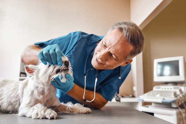 Best Walk-In Emergency Dental Services in Sayre, OK